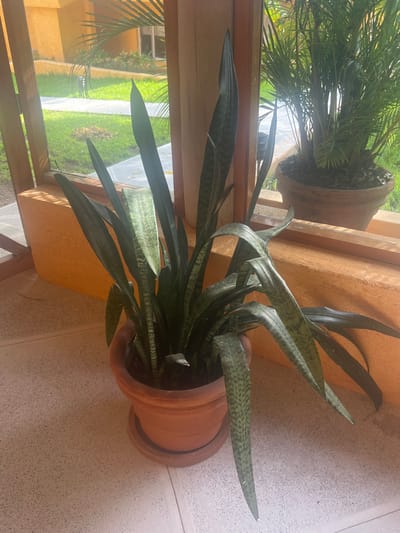 A potted snake plant with long, sword-like leaves is centered. The plant is in a terracotta pot on a tan surface. Another potted palm is visible in the background. The scene is bright, with a view to the outside. The natural light and vegetation suggest it is daytime.