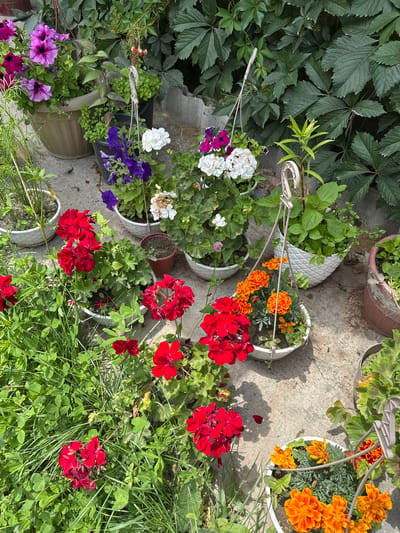 The image depicts an outdoor setting with numerous potted plants on a concrete surface. The plants are a mix of flowering species, including vibrant red geraniums, purple petunias, white petunias, and orange marigolds. Some of the plants are in hanging baskets, while others are in pots placed directly on the ground. Dense green foliage forms a backdrop to the scene. The ground is made of rough concrete, with some areas showing wear and tear. Sunlight casts shadows across the scene, indicating it is daytime. There are no people or animals visible in the image. The overall impression is one of a well-maintained garden or balcony area, possibly in a residential setting. The specific location in Kyzyl-Korgon, Kyrgyzstan, cannot be determined from visual cues alone.