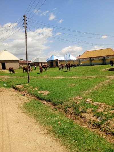 The image depicts a street scene in Barakin Babele, Nigeria. The foreground is dominated by a dirt road on the left and a patch of green grass on the right, with some exposed soil and sparse vegetation. In the background, several brick buildings with corrugated metal roofs are visible. A prominent wooden utility pole with multiple wires stands on the left side of the image. A herd of cattle, mostly of the Ankole-Watusi breed with distinctive large horns, are grazing on the grassy area. One person, a child, is standing amongst the cattle. The sky is blue with scattered white clouds. The overall impression is a rural or semi-rural environment within a Nigerian town.