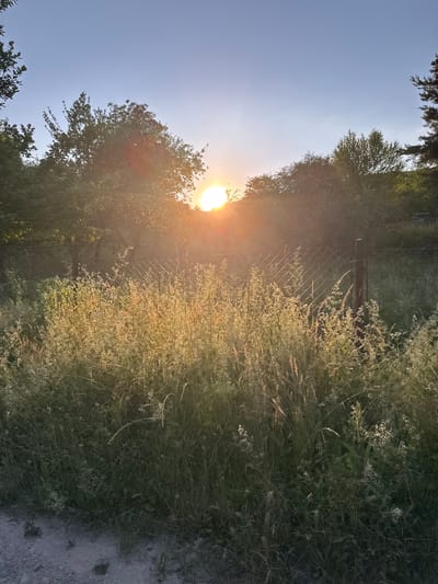 The image depicts a sunset over a rural landscape in Lisnyky, Ukraine. The sun is visible in the upper center of the frame, low on the horizon and casting a warm glow through trees and foliage. In the foreground, tall grass and wildflowers grow in abundance, some illuminated by the setting sun. A wire fence runs horizontally across the midground, separating the grassy area from a denser treeline in the background. The sky is clear with a gradient of blue and orange hues. The ground in the lower left corner appears to be a dirt path. There are no people or animals visible in the scene.