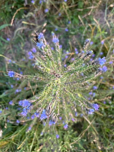 An overhead, close-up shot shows a patch of blue wildflowers with green, spiky stems. The flowers are clustered together at the top of the plant, with some wilting or dried brown petals amongst the vibrant blue. The background is a blur of green grass and other vegetation, suggesting an outdoor natural setting. The lighting appears to be natural, possibly from sunlight, casting a soft glow on the scene. There are no people or any indications of human activity in the image. The scene is likely located in a field or meadow. The image is devoid of any specific landmarks or details that would allow for precise location identification within Dzherokay, Russia.