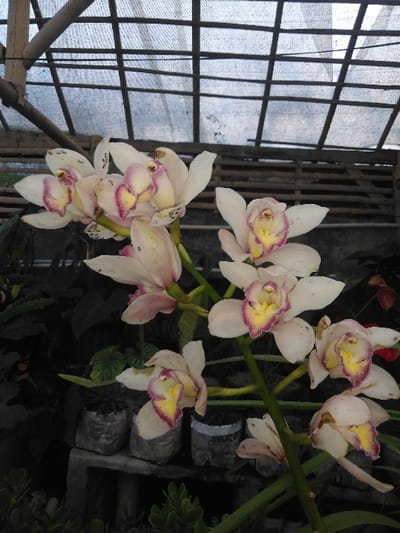 The image displays a close-up, slightly elevated perspective of a flowering orchid plant, reportedly located in Venecia, Costa Rica. Approximately twelve individual orchid blooms are visible on a sturdy, green central stem. Each flower presents predominantly pale cream or white petals, with a distinct yellow and fuchsia-pink labellum (lip) at its center. Minor dark specks and slight browning are present on some petal edges.
The immediate background, particularly the upper portion, reveals an overhead structure consisting of a grid framework, likely bamboo or wooden poles, covered by a translucent white or light blue tarp-like material, indicating a shaded or greenhouse environment. In the lower-left background, several small plants are observed in repurposed cylindrical containers, which appear to be cut plastic bottles or fabric pots, grey/silver in color with visible white or blue rims, resting on a dark, indeterminate surface. Additional dark, indistinct foliage is visible throughout the lower and mid-left background. No individuals or specific actions are depicted.