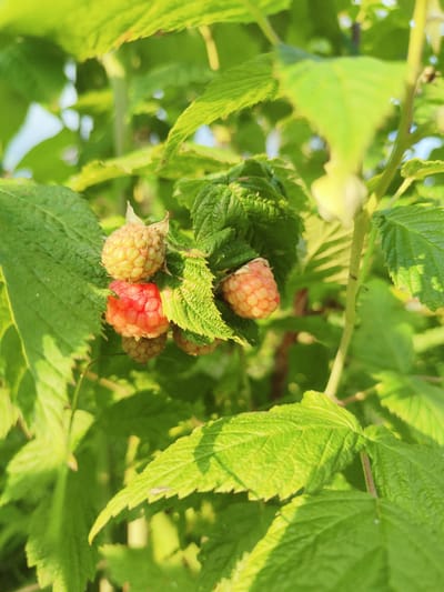 This media file captures a close-up view of a raspberry bush in Talitsa, Russia. The primary subjects are several raspberries, some of which are beginning to ripen, displaying a gradient of colors from pale yellow to a vibrant pinkish-red. They are clustered on the branches amidst lush green leaves, creating a natural, garden setting. The leaves are detailed, with visible veins and serrated edges, indicating a healthy plant.
The scene is bathed in natural light, suggesting it was taken during the daytime, likely in the morning or late afternoon, given the warm glow and soft shadows. The overall mood is serene and natural, highlighting the simple beauty of the growing fruit. There are no people visible, and no text is present in the image. The focus is entirely on the fruit and foliage, showcasing the bounty of a raspberry bush. The environment appears to be outdoors, possibly a garden or a patch of wild raspberries.