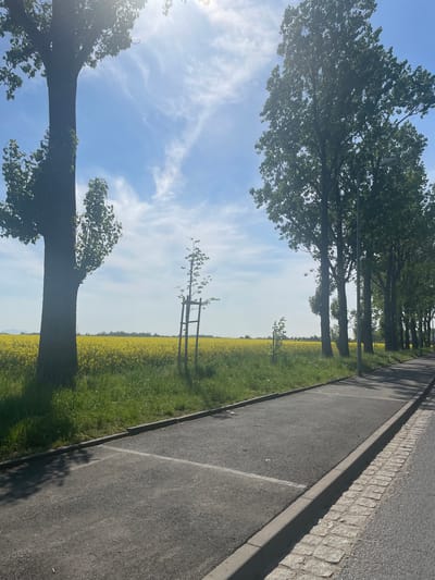 The image presents a landscape scene, likely captured in Wysoka, Poland, as suggested by the prompt. A paved road, with a paved shoulder, runs along the right side of the frame. A line of mature trees flanks the road, providing a partial canopy. Beyond the trees, a field of yellow flowers, likely rapeseed, extends into the distance beneath a blue sky with scattered clouds. A young tree, supported by a wooden structure, is visible in the field. The sun is positioned to the left, causing lens flare and impacting the clarity of the leftmost part of the image.