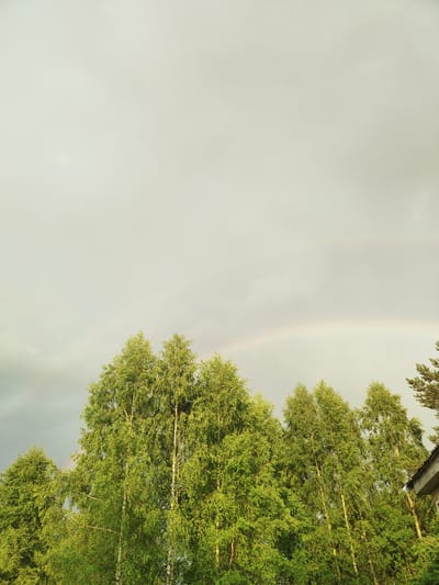 A low-angle, vertical medium shot captures a cloudy sky with a faint rainbow stretching across its upper half. Below the sky, a dense canopy of lush green birch trees dominates the frame, their leaves appearing bright and vibrant. The trees are tall and slender, with visible white bark on some of their trunks. To the far right of the image, a corner of a brown brick building with a dark roof peeks out from behind the trees. The scene is set during the day, likely after a rainfall, given the presence of the rainbow. The location is the city of Talitsa, Russia. There are no people or animals visible in the image.
