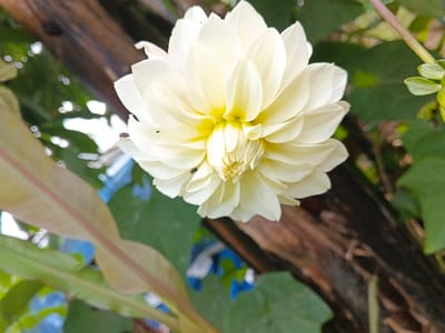 A close-up photograph displays a single, fully bloomed dahlia flower in thành phố Biên Hòa, Vietnam. The flower features numerous overlapping petals, predominantly white, with a distinct bright yellow center. Two small, dark insects are present on the petals, one on the upper left petal and another positioned slightly below the flower's center. The immediate background consists of blurred green foliage, including a large, elongated light green leaf with a reddish central vein in the lower left foreground, consistent with tropical vegetation. To the right and behind the flower, dark brown, textured elements, likely a tree trunk or wooden structure, are visible. The upper left background shows additional blurred green leaves and bright, diffuse light sources. Traces of blurred blue and white objects are present in the lower left background, behind the large leaf.