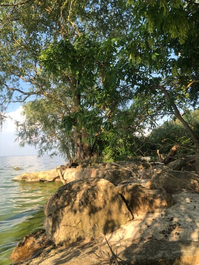 A sunlit scene depicts a rocky shoreline next to a body of water. Large, light-colored rocks, some partially submerged in the greenish water, line the bank. Lush green trees with dense foliage overhang the rocky shore, casting shadows. The water's surface is rippled, and the sky is a clear blue with a few wispy clouds. The environment appears natural and undeveloped.