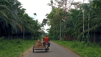 An overhead shot captures a man riding a motorcycle with a trailer attached, carrying a load of coconuts, along a paved road. He is wearing an orange shirt and a red, patterned hat, and his motorcycle is black. The trailer is wooden and filled with coconuts, some of which are enclosed in a woven basket at the front. The road is flanked by dense foliage, with palm trees dominating the landscape. The scene appears to be in Meunasahuket, Indonesia, as suggested by the surrounding vegetation and the style of the motorcycle and trailer. The sky is overcast, indicating a cloudy day.