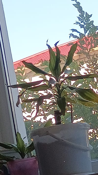 The image shows an indoor potted plant in front of a window. The plant has long, green leaves. Outside the window, a red roof and green foliage are visible. The sky is light blue. The scene appears to be a residential setting. The location is Maqat, Kazakhstan.