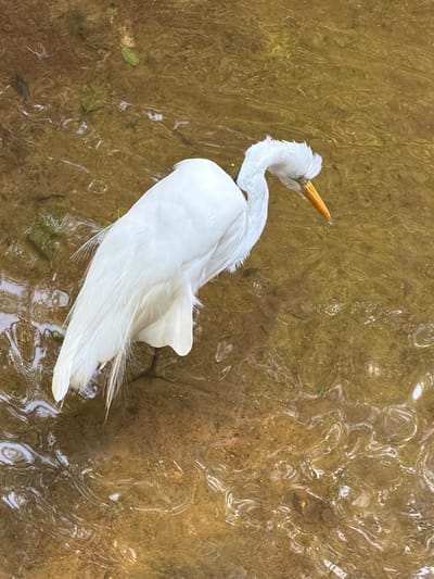 This media file shows a Great Egret with pristine white plumage standing in shallow, murky water. The bird's long, elegant neck is curved, and its head is tilted slightly upwards, revealing its bright orange beak. The egret's feathers are ruffled, particularly around its neck and tail, suggesting movement or a gentle breeze. The water is a mottled brown and gold, with patterns of light reflecting on its surface, indicating a sunny day. Submerged objects and leaves are visible beneath the water, hinting at a natural environment, possibly a riverbank or a shallow pond. The texture of the water suggests it is calm, with subtle ripples distorting the view of the streambed. The scene evokes a sense of tranquility and natural beauty, with the egret as the solitary focal point. The location is Foz do Iguaçu, Brazil. No people or text are visible in the image.