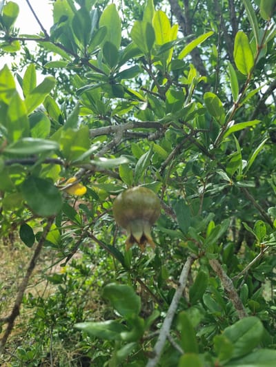 The image captures a close-up view of a pomegranate tree, showcasing its branches, lush green leaves, and a small, developing pomegranate fruit. The fruit, still green and nascent, hangs amidst the foliage. The branches are rough and textured, typical of a mature tree. Sunlight filters through the leaves, creating a dappled effect and highlighting the vibrant green hues. The background is a blur of more greenery and some dry, grassy ground, suggesting an outdoor, natural setting. There is a hint of dry grass and some small purple flowers on the ground, further indicating a natural outdoor environment. The perspective is looking upwards into the tree canopy. No people are visible in the image. The lighting suggests it might be daytime, possibly morning or afternoon, with bright sunlight. The scene appears to be set in a warm climate, consistent with the mention of Anna, Spain. There is no visible text in the image.