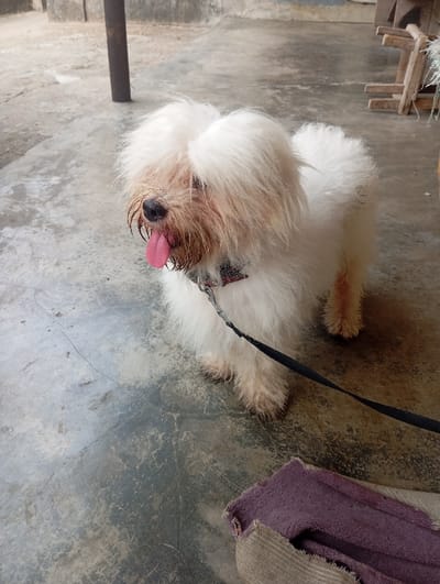 A shaggy, white-furred dog, possibly a Maltese or Lhasa Apso type, stands on a light gray concrete surface, facing slightly left. Its fur is long, unkempt, and shows brownish discoloration around the snout and eyes. The dog's pink tongue is extended from its mouth, indicating panting. A dark-colored collar is visible around its neck, and a black leash extends downwards from the collar, exiting the frame to the lower right. The concrete ground exhibits cracks and various stains. In the lower right foreground, a piece of multi-textured fabric, purple and fuzzy on one side and striped light brown on the other, rests on the concrete. In the background, a dark, cylindrical vertical pole is visible on the left, while several light-colored wooden structures or debris are present on the right, leaning against an indistinct wall. This scene takes place in the city of Okere-Urhobo, Nigeria.