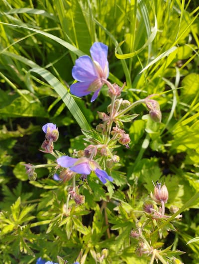 The image shows a close-up view of wild geranium flowers in bloom, nestled amongst lush green grass and foliage. The flowers are a delicate shade of purple with some subtle pink undertones, and their petals are gracefully curved. Several buds are visible, some tightly closed and others beginning to unfurl, hinting at the vibrant life of the plant. The background is a blur of green, suggesting a natural outdoor setting. The scene is likely to be a meadow or a park area in the vicinity of the village of Shiryaevo (Ilinsky), Russia, given the context provided, bathed in natural sunlight which highlights the textures and colors of the plants. There are no people or animals present in the frame.