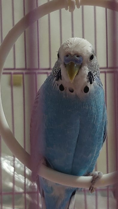 A close-up, eye-level photograph depicts a single blue and white budgerigar (Melopsittacus undulatus) perched on a white, circular plastic object inside a bird cage. The bird is oriented facing directly towards the viewer. Its head exhibits a white crown with fine black barring extending to the back of the head and wings. The bird possesses dark, round eyes, a prominent blue cere, and a pale yellow beak. Distinct black throat patches are visible on its upper chest. The body plumage is primarily light blue. The bird's left foot is visible, gripping the white perch. The background reveals vertical and horizontal bars of a pink or purple-colored bird cage. The scene is illuminated by soft, ambient light. This incident is documented as occurring in the city of Poleto, Bulgaria.