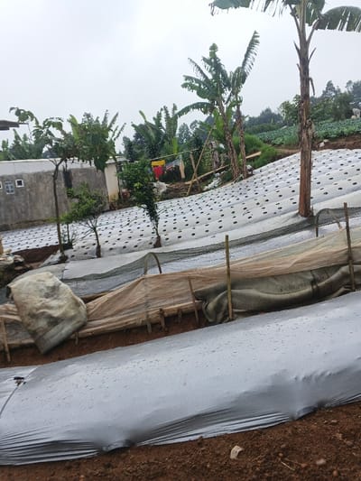 A hillside farm features rows of crops covered in silver and white plastic sheeting with evenly spaced holes. Some rows are protected by bamboo frames and translucent fabric. Banana trees and other vegetation grow on the slope. A white building with small square windows sits on the left side. Clothes hang on a line near a bamboo structure. The sky is overcast.