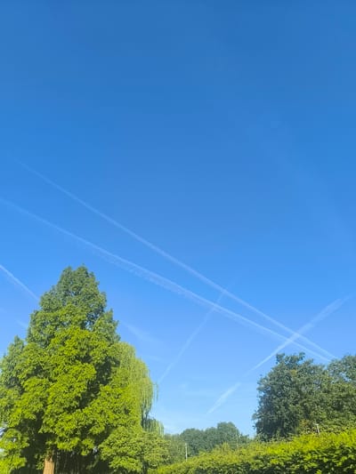 The image depicts a bright, clear blue sky with several white contrails crisscrossing it. The contrails suggest air traffic. Below the sky, a lush green tree line is visible, with a large, dense evergreen tree dominating the left side of the frame. To its right, a weeping willow drapes elegantly, and further to the right, other trees form a dense canopy. The bottom edge of the image shows a thick hedge of green foliage. The scene suggests a sunny day, likely late morning or early afternoon given the strong light and vibrant colors. There are no people or text visible in the image. The overall impression is one of a serene natural landscape under a busy sky. Given the location context of Boskoop, Netherlands, this could be a view of a park, garden, or countryside on a pleasant day.