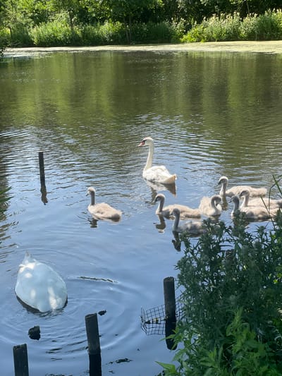 A flock of swans, consisting of one adult and seven cygnets, swim in a dark, reflective body of water, likely a pond or a slow-moving river. The adult swan is white with a distinct orange beak, while the cygnets are covered in fluffy gray down. The water's surface is rippled, reflecting the surrounding lush green foliage and a bright sky. In the foreground and background, the scene is bordered by dense vegetation, including trees and thorny plants, suggesting a natural or park-like setting. Wooden posts are sporadically placed in the water, some appearing weathered and partially submerged, hinting at man-made structures within the natural environment. The overall atmosphere is serene and peaceful, capturing a moment of wildlife in its habitat. The image location is identified as Horsens, Denmark.