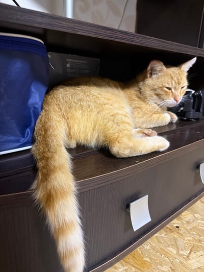 An orange tabby cat is lying on a dark brown shelf with its body facing right and its head turned slightly to the left. The cat's eyes are partially closed, and its ears are perked forward. To the left of the cat, there is a blue bag with a zipper. Behind the cat, on the shelf, are some black electronic devices. The shelf appears to be part of a piece of furniture. The background consists of a lightly textured wall. The floor beneath the furniture is made of light-colored wood planks. The scene is indoors.