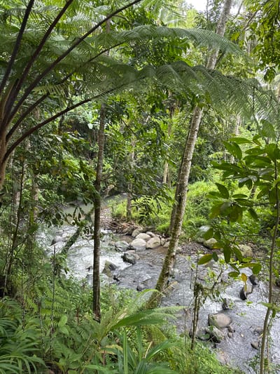 The image captures a lush, green environment, likely a forest or dense vegetation area, with a flowing stream visible. The location is Licin, Indonesia. The stream has visible rocks and the water appears clear. Trees and plants dominate the view, with some branches and leaves closer to the foreground. The scene is likely a natural setting within the region, depicting the local flora and a water source. No people are visible.