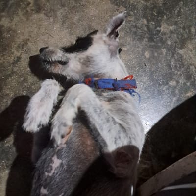 A black and white dog with a blue and red collar is lying on its side on a concrete floor in a residential area in Tocumen, Panama. The dog is sleeping with its legs tucked under its body. The dog's fur is matted and its skin is visible in some places. The dog's tail is curled up behind it. The dog is lying on a grey, smooth concrete floor. The dog appears to be sleeping peacefully. The dog's environment is not clearly visible.  There are no people in the scene.  This is a forensic description.  No inferences are being made or opinions expressed about the dog's health or the owner's behavior.