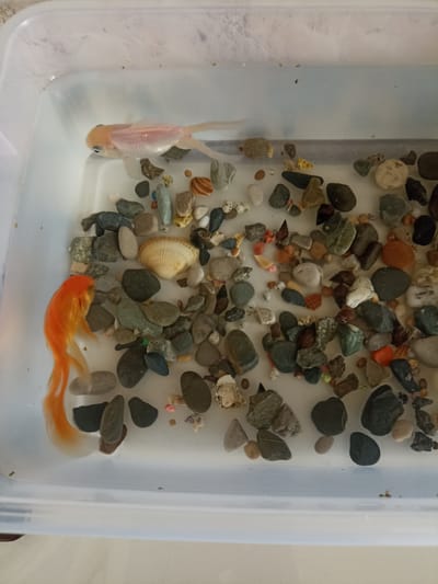 Two goldfish are in a clear plastic container filled with water and small pebbles. One goldfish is a pale pink or white color and is near the top of the container. The second goldfish is bright orange and is at the bottom left of the container, with its tail fins spread out. There are various small, colorful pebbles and some shells scattered on the bottom of the container. The container is placed on a light-colored surface, possibly a table or countertop, in what appears to be an indoor setting. There is no visible indication of the city of Malgobek, Russia in the image.