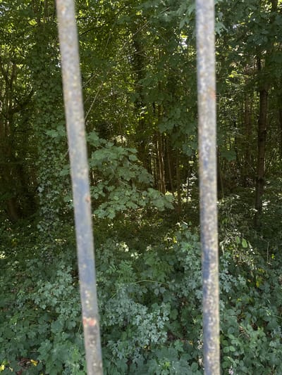 A medium-shot, eye-level, outdoor, natural light photograph captures a dense, overgrown forest viewed through a set of vertical, weathered metal bars. The bars, positioned in the foreground, are out of focus but dominate the left and right thirds of the frame, obscuring a significant portion of the scene.

The forest behind the bars is a tapestry of varying shades of green. Sunlight filters through the canopy, creating dappled light and shadow patterns on the undergrowth and tree trunks. The foliage appears lush and untamed, with ivy climbing some of the tree trunks on the left. The ground is covered in a thick layer of leaves and smaller plants. In the distance, the trunks of several trees are visible, some slender and others more substantial, disappearing into the dense green foliage above.

The scene suggests a natural, possibly wild or unmaintained, area within the city of Garches, France. The presence of the metal bars indicates a boundary or enclosure, perhaps a fence or gate, separating the viewer from the wooded interior. There are no people or animals visible in the image. The overall impression is one of natural abundance and a slightly mysterious, secluded environment.