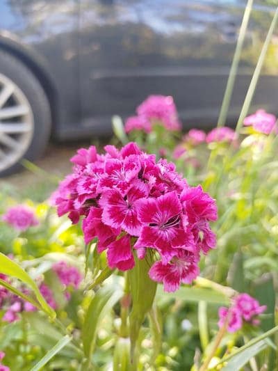 The image shows a cluster of bright pink Dianthus flowers with white markings, growing in an outdoor setting. The flowers are in focus, while other similar flowers and green grass or foliage are visible in the background, slightly blurred. A portion of a dark-colored vehicle, including a tire, is visible in the background to the left. Based on information provided separately, the location is Meshtitsa, Bulgaria. The image focuses on the flowers as a subject, with the car and greenery serving as background elements in an outdoor environment.