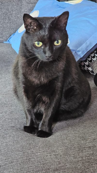 A black cat with yellow eyes is lying on a gray textured surface, possibly a couch or bed. The cat is positioned diagonally in the frame, with its head turned towards the camera. A blue pillow is visible in the upper left corner of the image, near the cat's head. A patterned black and white material is also partially visible in the background, near the top of the image. The location appears to be indoors.