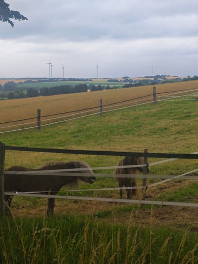 The image depicts a rural landscape in Schieder-Schwalenberg, Germany, under a cloudy sky. In the foreground, two ponies are visible behind a fence. The pony on the left is mostly brown with a lighter mane, facing to the right. The pony on the right is a darker brown, also facing to the right, with its head turned slightly towards the viewer. Both ponies appear to be standing in a grassy pasture.
Behind the pasture, a field of golden crops, likely wheat or barley, stretches into the mid-ground, separated by a fence with horizontal white electric tape and wooden posts. In the distance, more fields and scattered trees create a layered effect. The horizon is marked by a line of trees and hills, and several wind turbines can be seen dotted across the landscape, indicating a potentially windy day. The overall mood is calm and natural. The time of day is indeterminate due to the overcast conditions, but the lighting suggests it is daytime. No text is visible in the image.