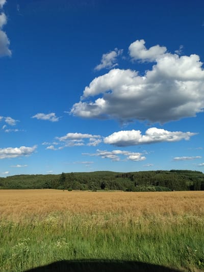 The image depicts a landscape scene under a bright blue sky with scattered white and gray clouds. In the foreground, a field of golden-brown crops, likely ripe grain or oilseed rape, stretches across the frame. The lower part of the foreground shows taller green grass with some wildflowers. A dark, indistinct shadow, possibly from a vehicle or structure, is cast across the bottom edge of the image. Behind the crop field, a dense line of green trees forms a forest that covers a gently rolling hill. The horizon is defined by this treeline. The image is a vertical composition, showcasing a rural environment.