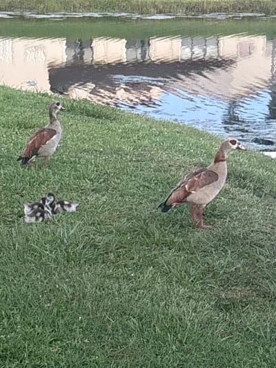 The image shows a family of Egyptian geese near the edge of a body of water. Two adult geese are visible, one standing to the left of the frame and another to the right. A group of goslings is clustered on the grass in the foreground, to the left of the right-hand adult goose. The geese are standing on a grassy bank, and the water reflects buildings. The scene is outdoors and appears to be in a park or residential area. The image was taken in Delray Beach, United States.