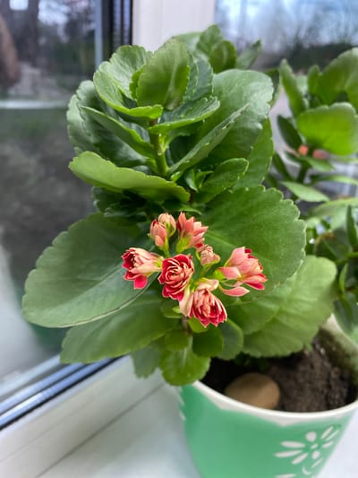A high-angle, close-up shot depicts a flowering kalanchoe plant in a light green pot with white floral designs. The plant has several clusters of red and pinkish-white flowers amidst broad, scalloped green leaves. The pot sits on what appears to be a window sill, with reflections visible on the left side. The potting soil is visible at the top of the pot, with a light brown stone resting on the surface. The environment appears to be indoors. The location, Баклуши, Russia, is not directly identifiable from the image.