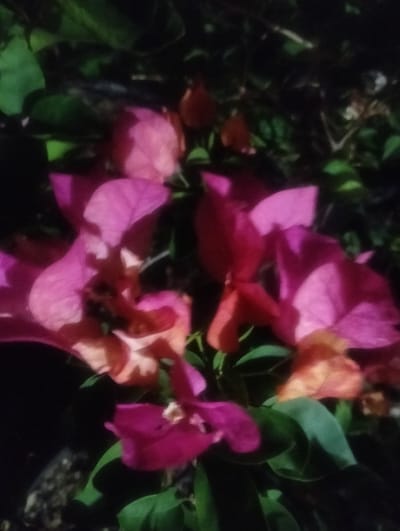 The media file is a close-up, slightly blurred shot of bougainvillea flowers, likely taken outdoors in a garden setting. The bougainvillea plants are in bloom, with vibrant bracts in shades of pink, magenta, and orange. Some green leaves are visible, interspersed with the colorful bracts. The lighting suggests it could be late afternoon or early evening, as there are areas of deep shadow, particularly in the background and on the lower left side of the frame. The overall impression is one of natural beauty, with the focus on the delicate textures and bright colors of the flowers. There is no text visible in the image. The location context of Cotseurani, Indonesia, suggests a tropical or subtropical environment where bougainvillea thrives. No people or specific activities are depicted; the image is a still-life of the flowers.