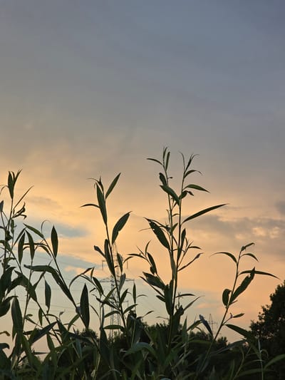 The image shows a silhouette of tall green plants against a twilight sky in Togashevo, Russia. The sky transitions from a pale gray at the top to a warm orange and pink hue closer to the horizon, with scattered clouds. In the middle ground, a power line tower with wires is visible, partially obscured by the plants. Dark green trees form a line along the horizon beneath the sky. The plants in the foreground are sharply defined against the sky, with elongated leaves and thin stems. There are no people or animals visible in the image.