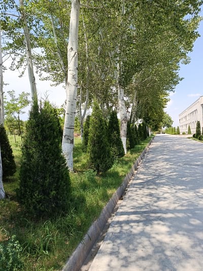 A paved walkway runs alongside a grassy median with several trees. On the left side of the walkway are several tall, slender white-barked trees, likely aspens, with lush green foliage. In front of these larger trees are smaller, cone-shaped evergreen shrubs. The walkway is shaded by the trees, creating dappled patterns of light and shadow. To the right of the walkway, a long, light-colored building with numerous windows is visible. The sky is blue with a few scattered white clouds. The scene appears to be in Saray, Uzbekistan, suggesting a location near a building or institution with maintained landscaping. There are no people or animals present in the image.