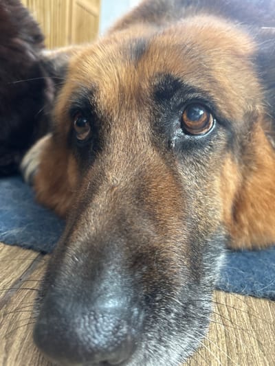 The scene, located in the city of Novoe Nadyrovo, Russia, depicts a close-up, head-on view of a German Shepherd type dog. The dog's face, characterized by black and tan fur with distinct graying around the muzzle, is resting on a textured blue mat. Both brown eyes are open and reflecting ambient light; a small, clear accumulation or speck is visible near the inner corner of the dog's right eye. The nose is black and appears moist. Beneath the blue mat, a light brown wooden floor with visible grain is present. The background features blurry, light-colored vertical panels. No human subjects are visible within the frame. The environment is an indoor setting.