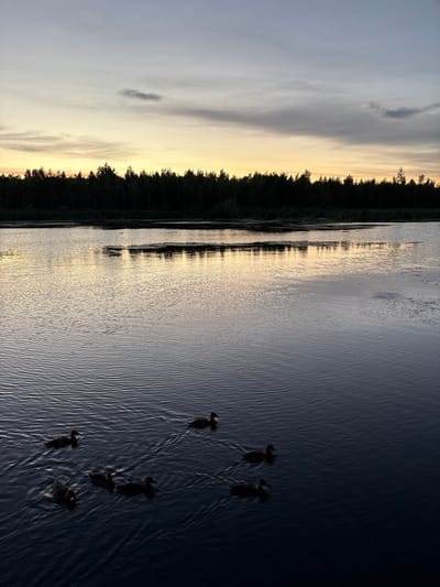 At dusk, on a body of water in Alexeyevskoye, Russia, a group of seven ducks swim. The water is dark and rippled, with reflections of the sky and the distant tree line visible. The sky above is a gradient of pale blue and orange, with some clouds. The tree line, a dark silhouette of evergreen trees, stretches across the horizon. The scene is tranquil and natural, with no signs of human activity other than the implied presence of the photographer.