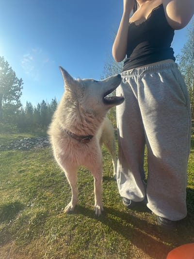 A medium shot shows a light-colored, medium-sized dog with a brown collar appearing to bark or howl. The dog is in a grassy area, likely outdoors, with a blue sky visible overhead. A person stands beside the dog, wearing a black top and gray sweatpants. The grass appears to be a lawn with some visible vegetation. The scene seems to be in Vysokii, Russia.