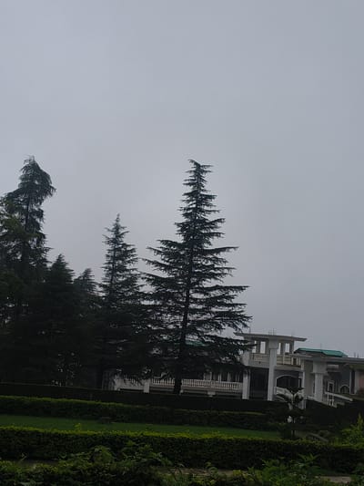 A vertical, medium shot captures a cloudy day in Khaniara, India, showcasing a large, multi-story building with white pillars and balconies situated behind a row of lush green hedges and manicured lawns. Several tall, dark green coniferous trees stand in the foreground, silhouetted against the pale gray sky. The building appears to be a residence or a hotel, with multiple levels and architectural details such as arched windows and decorative railings. The landscape is well-maintained, suggesting a park or a garden setting. The overall atmosphere is serene and subdued, possibly due to the overcast weather.