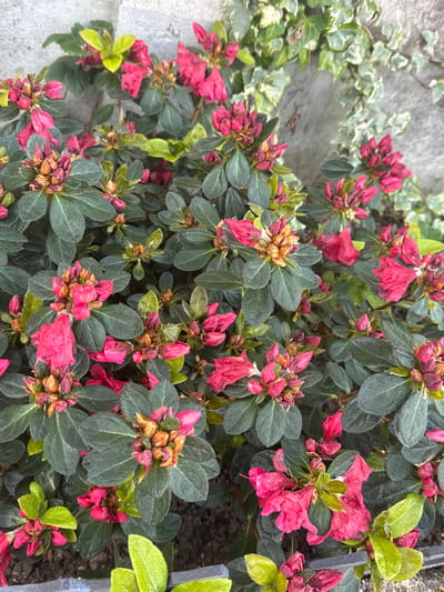 This image captures a close-up of a dense azalea bush situated in Neuville-aux-Bois, France. The bush features numerous dark green, ovate leaves and is densely covered with fuchsia-pink flowers and buds. Many flowers are partially or fully open, exhibiting a slightly wrinkled or past-peak appearance. Numerous buds are visible, often clustered, with noticeable brown and orange tones at their tips, indicative of their developmental stage. Lighter green foliage, consistent with new growth, is interspersed among the darker leaves. The background consists of a light grey, textured wall, partially covered by climbing variegated ivy with green and cream-colored leaves. Dark, undisturbed soil is visible at the base of the azalea bush in the lower portion of the frame. No human figures or other animate subjects are present, and no discernible actions or interactions are occurring.