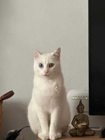 An indoor scene in Kartal, Turkey, depicts a white domestic cat, visible from its chest to its paws, sitting upright on a light brown wooden surface. The cat exhibits heterochromia, with its left eye appearing blue and its right eye appearing yellow-amber, and faces directly forward. To the cat's right, a small, dark bronze-colored figurine of a seated Buddha holding a light-colored object in a bowl is present. Behind the Buddha and further right, a white electronic device with multiple illuminated green indicator lights is situated. A section of a dark, vertical screen or monitor is visible on the far right edge of the frame. On the left side, a segment of a light brown woven basket with a dark handle is partially visible, along with a black power adapter at the bottom left. The background consists of a plain light grey wall.