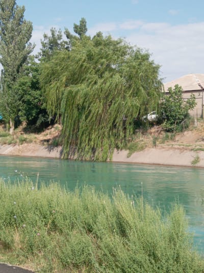 The image depicts a tranquil scene at the edge of a canal in Azadbash, Uzbekistan. The canal's turquoise water flows gently, bordered by a concrete embankment on the right and lush green vegetation on the left. A large weeping willow tree dominates the right side of the frame, its branches cascading towards the water. Behind the willow, a portion of a building with a pale roof is visible, along with some greenery and a white car parked partially obscured by foliage. The foreground is filled with dense, green herbaceous plants, some of which are dotted with small purple and pink flowers. The sky above is a clear, pale blue with a few wispy clouds. The overall impression is one of natural beauty and a quiet, possibly rural, setting within Azadbash.