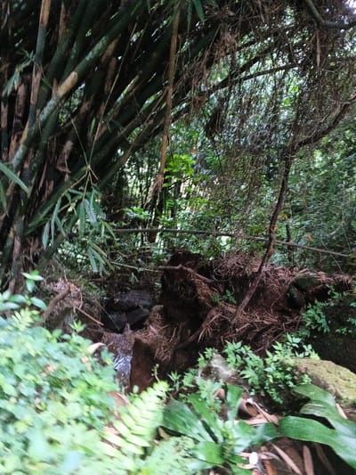 The image captures a dense, lush tropical forest scene, characteristic of the Nebilver (Tegal) Admin Centre in Papua New Guinea. On the left, a prominent cluster of thick, green bamboo culms rises vertically, with some bamboo leaves extending into the lower left foreground. The mid-ground and right side of the frame are filled with an abundance of various green foliage, including ferns and broad-leafed plants, suggesting a rich and humid ecosystem.
A small stream or creek flows through the lower-middle section of the image, with dark rocks visible in and around the water. The ground around the stream and extending into the mid-ground is covered with a thick layer of natural debris, including exposed tree roots, fallen leaves, and broken branches, indicating an untamed environment. Overhanging vines and slender, possibly dead, branches dangle from the canopy above, adding to the density of the foliage.
The lighting suggests it is daytime, with filtered sunlight penetrating the dense tree cover, creating a somewhat subdued but bright atmosphere. No human presence, activity, or visible text is depicted, emphasizing the untouched and natural state of the rainforest. The scene conveys a sense of wildness and natural beauty typical of a tropical wilderness.