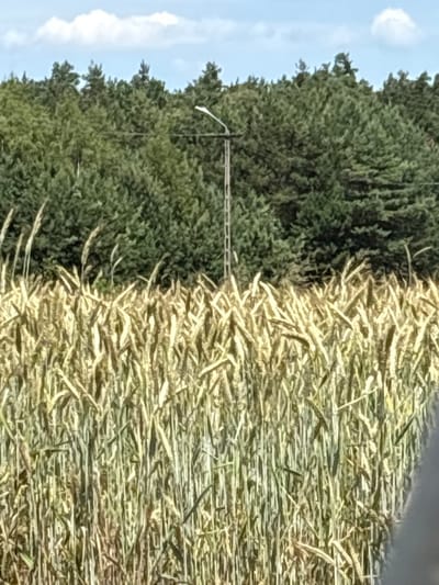 The image shows a field of wheat in front of a dense forest. A single lamppost stands between the field and the trees. The sky above is blue with some scattered white clouds. The wheat stalks are tall and appear to be ripening, with some having a golden hue. The forest is composed of evergreen trees, creating a dark green backdrop. The lamppost is metal and has a light fixture at the top. The scene suggests a rural or semi-rural setting, potentially on the outskirts of a town or city. The image quality is somewhat grainy and the colors are muted. It's not possible to determine the exact location in Opatów, Poland from this image alone.