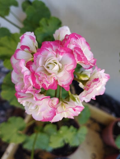 The image is a close-up, high-angle shot of a cluster of pink and white variegated geranium flowers in bloom. The flowers are multi-petaled with ruffled edges, featuring a vibrant pink border that transitions to white in the center. Green leaves are visible behind and below the flowers, out of focus. The background consists of a blurred gray wall and hints of terracotta pots containing more greenery. The scene appears to be an outdoor setting, possibly a garden or patio, located in Hospozín, Czechia. There are no people or animals present in the image.