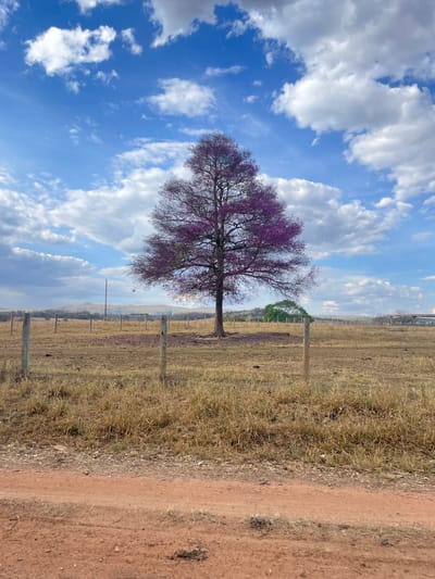 The image portrays a rural landscape near Pirenópolis, Brazil, under a bright blue sky with scattered white cumulus clouds. A prominent deciduous tree with a full canopy of vibrant purple blossoms, consistent with an Ipe tree in bloom, stands centrally in the midground. The foreground consists of a reddish-brown dirt road, immediately followed by a dry field covered in golden-brown grass. A wire fence, supported by weathered concrete or wooden posts, extends horizontally across the midground, separating the road from the field. To the left of the central tree, a slender utility pole rises from the field. In the distant background, faint, hazy hills are visible, along with a smaller cluster of green trees to the right and a partially discernible light-colored structure. No individuals or active subjects are present.