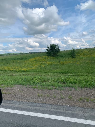A low-angle shot captures a pastoral landscape under a partly cloudy sky. The foreground features the edge of an asphalt road with a white line, transitioning to a gravel shoulder. Beyond the shoulder, a lush green field stretches towards a gently sloping hill. Scattered throughout the field are patches of small yellow flowers. Two evergreen trees stand on the hillside; one is larger and more established, while the other is smaller and younger. The background consists of a distant tree line bordering rolling hills, all under a dramatic sky filled with voluminous white and gray clouds. The scene appears to be an outdoor, rural setting. No people or animals are visible. The image does not provide any information to ascertain its location in Chaika, Russia.