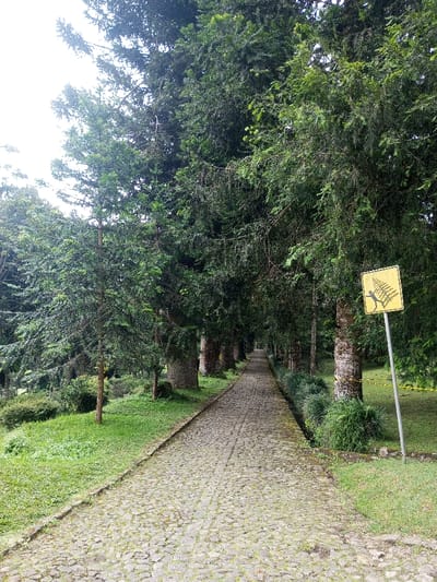 The image displays a long, straight cobblestone path extending into the distance, flanked on both sides by a dense avenue of tall, evergreen trees. The scene is located in Pachmarhi, India. The path is composed of irregularly shaped grey stones, appearing damp in areas. Lush green grass covers the ground immediately adjacent to the path. On the right side, a yellow square sign, tilted diagonally, is mounted on a grey pole. The sign features a black silhouette of a human figure carrying a tree or large branch. Behind the sign, yellow caution tape is wrapped around the trunk of a large tree. Further down the path on the right, a neat row of dark green bushes parallels the path. The sky, visible through gaps in the tree canopy, is overcast and white. No individuals or animals are present.