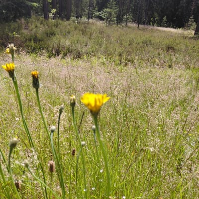 This is a close-up, vertically oriented photograph of a field of grass and wildflowers in Skuķīši, Latvia. In the foreground, several green stalks rise, some bearing yellow wildflowers and buds. The most prominent flower, a bright yellow bloom, is slightly out of focus, drawing attention to its delicate petals. Behind the foreground flowers, the field is a tapestry of green grass interspersed with countless small, delicate pink and white wildflowers, creating a hazy, dreamlike effect.
To the left of the frame, the dark, dense forest of tall, slender trees creates a stark contrast with the bright, open field. The trees are tall and their foliage is a deep green, suggesting a dense woodland area. The ground in the forest is not clearly visible, but the edge of the forest meets the field in a soft, blurred line.
The lighting suggests it is daytime, with the sun casting a bright light on the field, highlighting the textures of the grass and flowers. The overall mood is serene and natural, evoking a sense of peacefulness and the beauty of a blooming meadow. There is no visible text in the image.