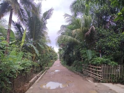 An eye-level shot captures a straight, unpaved dirt path cutting through dense tropical foliage under an overcast sky. The path, wet from recent rain, is dotted with several reflective puddles, with the largest one in the foreground clearly mirroring the sky and surrounding greenery.

On both sides, the path is flanked by abundant and lush vegetation. Tall palm trees, likely coconut palms, dominate the scene, their fronds extending overhead and forming a natural canopy. Banana plants with their characteristic large, broad leaves are also prominent, especially on the left side. Various other green trees and shrubs create a thick, verdant wall, giving the impression of a jungle-like or heavily vegetated rural setting.

A narrow concrete drainage ditch runs alongside the left edge of the path. On the right, a rustic fence made of vertical and horizontal bamboo or wooden slats serves as a boundary to the dense foliage. Faint utility lines are visible entangled within the greenery on the right. The sky overhead is bright but cloudy, suggesting either an overcast day or the immediate aftermath of rain, which is consistent with the puddles on the ground. No people or visible text are present in the image. The scene evokes a tranquil, rural atmosphere typical of tropical regions like Teupinbayu, Indonesia.